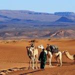 Camel Trek in Morocco