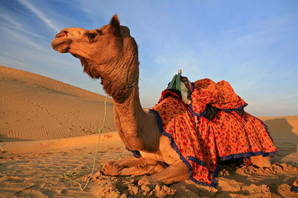 Sahara Desert Camel Trekking in Morocco - Morocco Top Trips