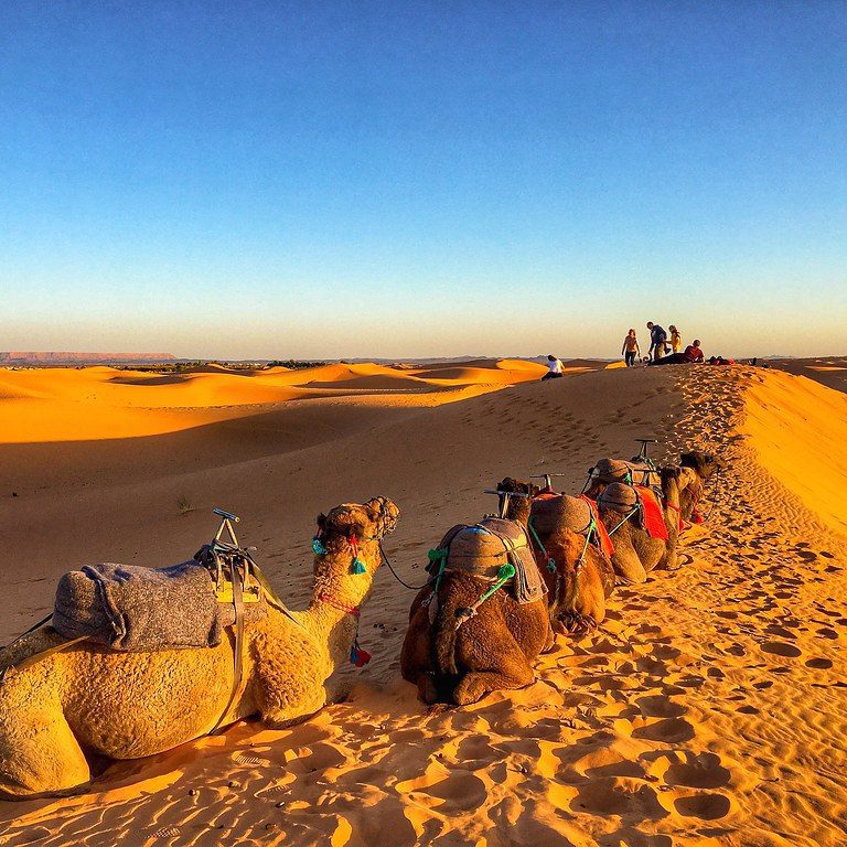 camel ride