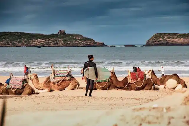 A surfer standing ifn front of Camel in the Beach of Essaouira as one of the best things to do in Essaouira