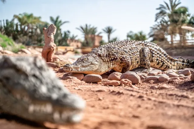 A Bunch of Crocodiles as a Symbpol of Areas to Exercise Caution in Agadir