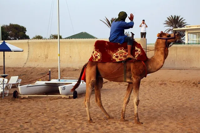 Local Guide Riding a Camel and Hand Waving to Tourists very in Agadir