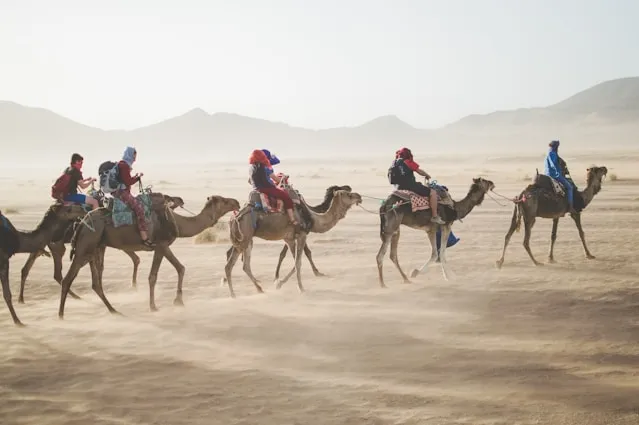 Traveler Groups Riding Camel 